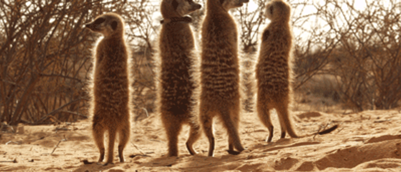 Walk with Meerkats