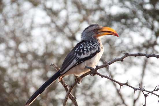 Birdwatching at Lion Sands