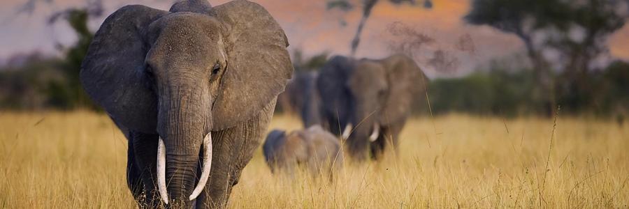 Wohin in Afrika? Reiseziele für jeden Monat