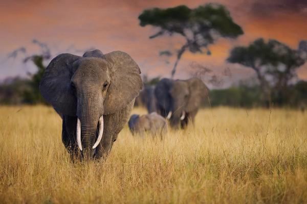 Wohin in Afrika? Reiseziele für jeden Monat