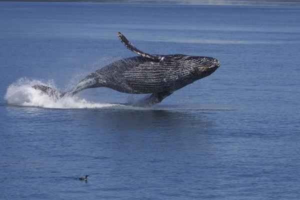 La temporada de ballenas en Sudáfrica | Todo lo que necesitas saber