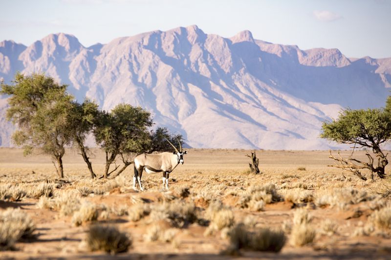Oryxantilope in Namibia