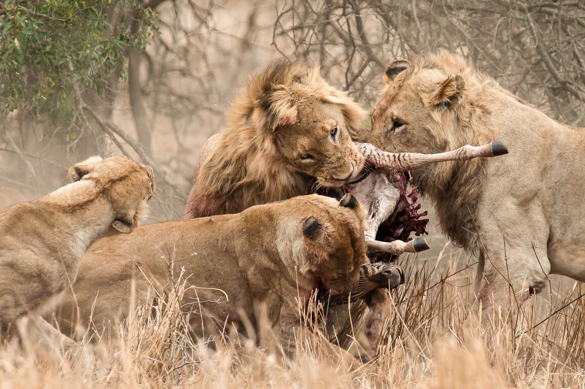 Les scènes de chasse les plus époustouflantes