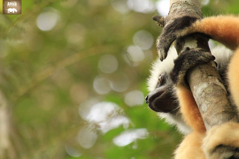 Lemur in Madagascar