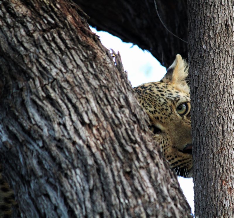 Ndzutini female leopard at Silvan Safari 