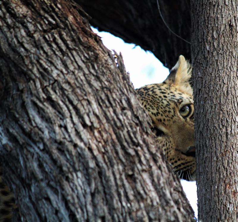 Ndzutini female leopard at Silvan Safari