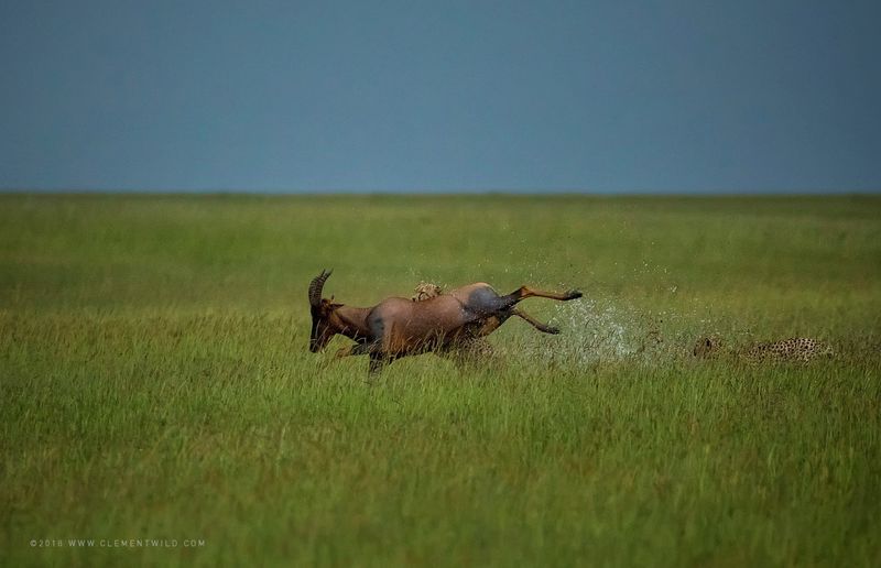 Guépard mettant à terre une antilope dans les hautes herbes