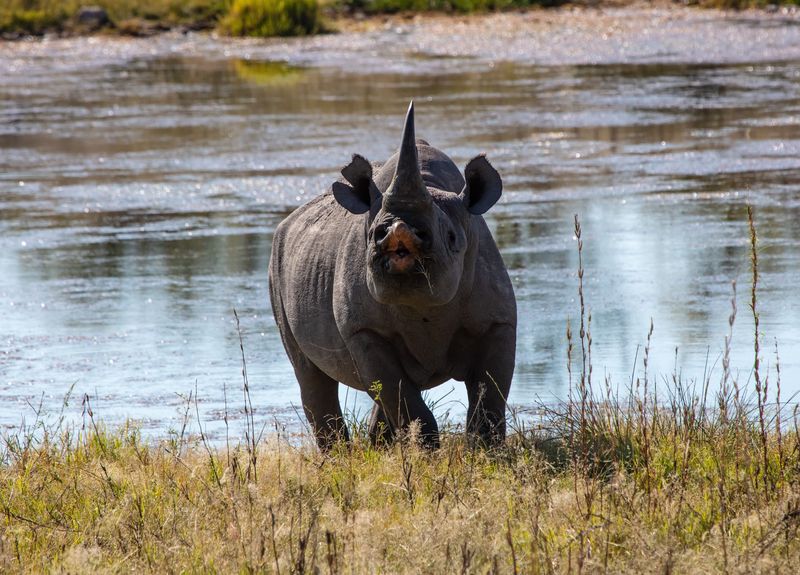 Ein Spitzmaulnashorn nahe eines Wasserlochs
