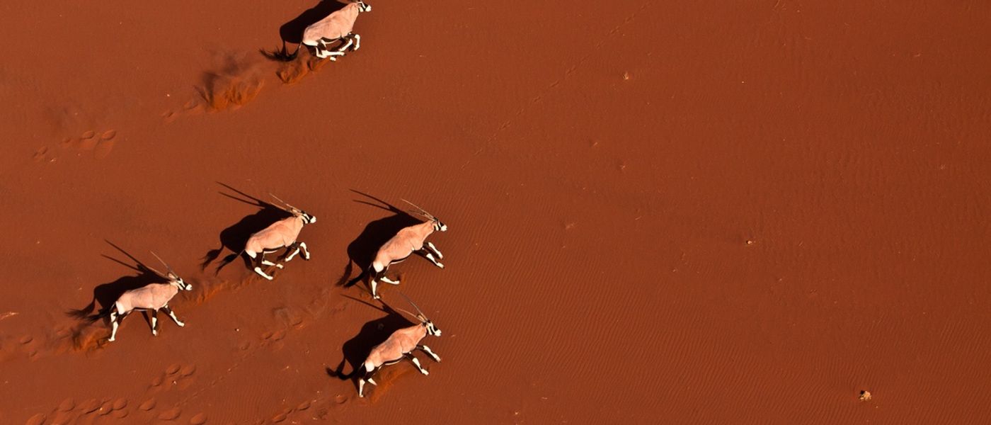 Der ultimative Reiseführer: Namibia