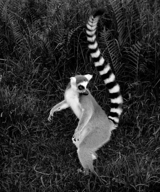 David's Madagascar Diary - Andisabe & Mantiba