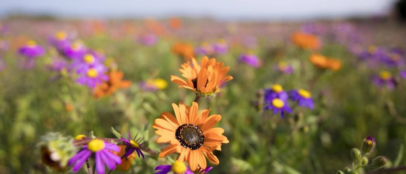 7 Wild Flowers For Your Checklist | Flower Season