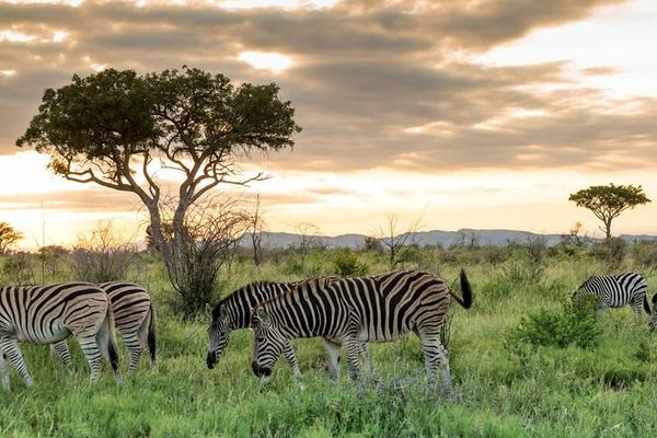 Safari libre de malaria en Sudáfrica: descubre Waterberg