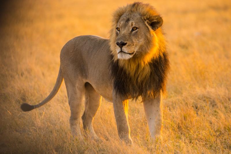 Lion in Savuti