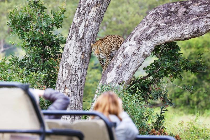 Eine erste Safari im Sabi Sand Game Reserve mit Londolozi: Ein Leopard im Baum