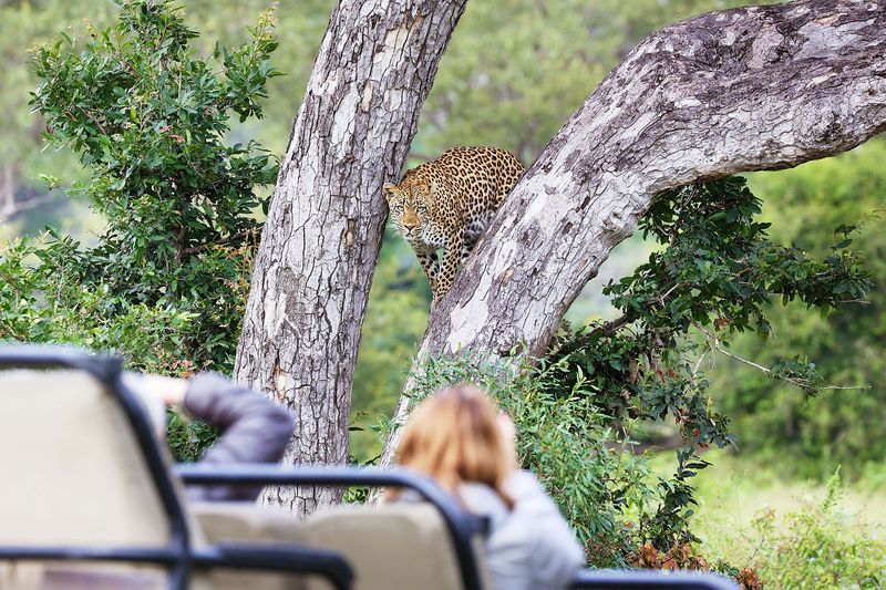 Eine erste Safari im Sabi Sand Game Reserve mit Londolozi: Ein Leopard im Baum