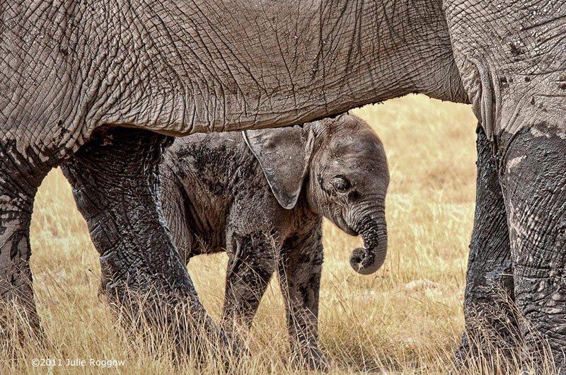 Baby elephant hiding behind its' mother.