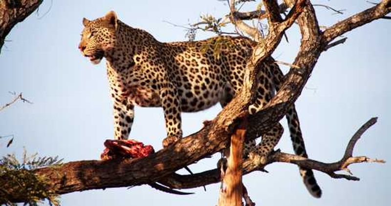 Leopard with kill