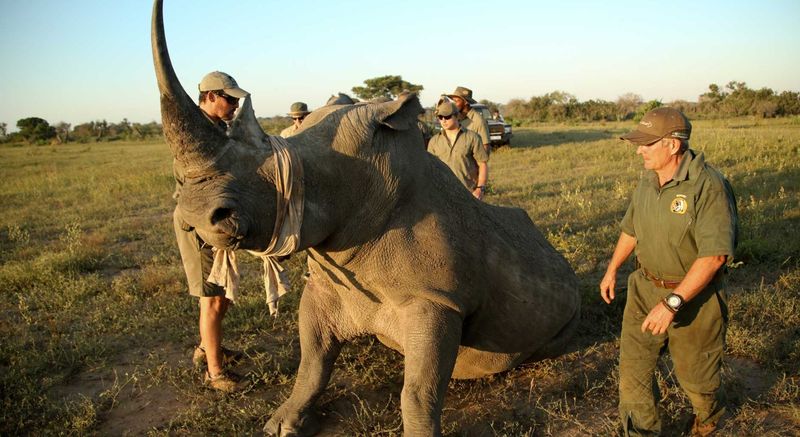 Phinda has a hands-on approach to rhino conservation