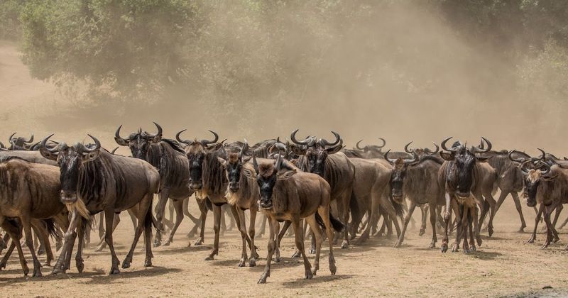 Herd of wildebeest in the Mara Triangle, Kenya, during a Great Migration Safari