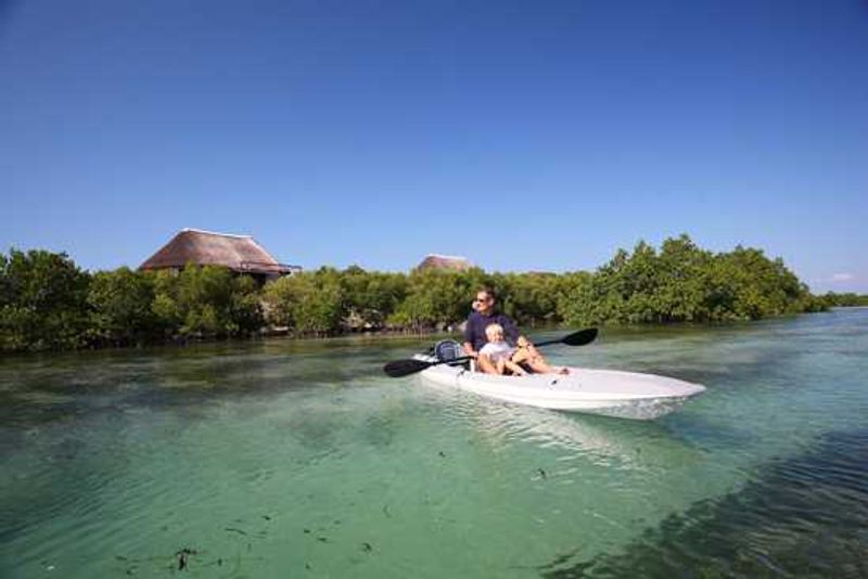 Kayak through the mangroves