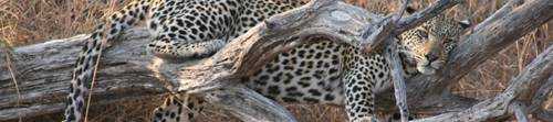 Londolozi - Protector of all living things...
