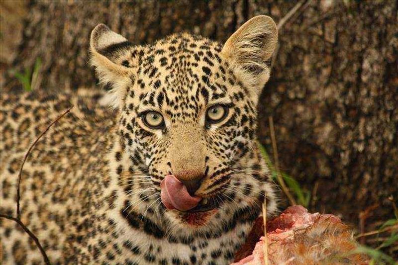 Arathusa, Sabi Sand