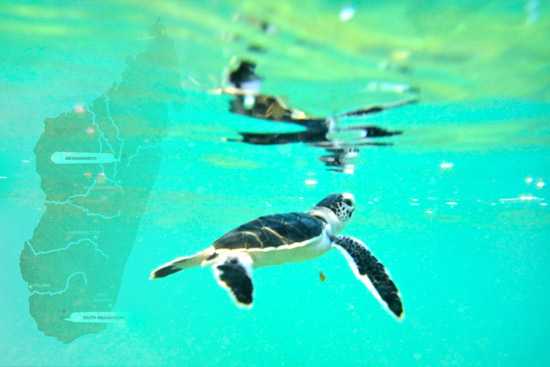 A Brave New World - Magical Madagascar