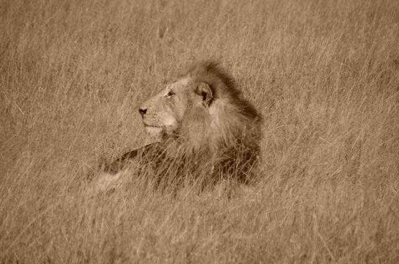 Lion in our midst