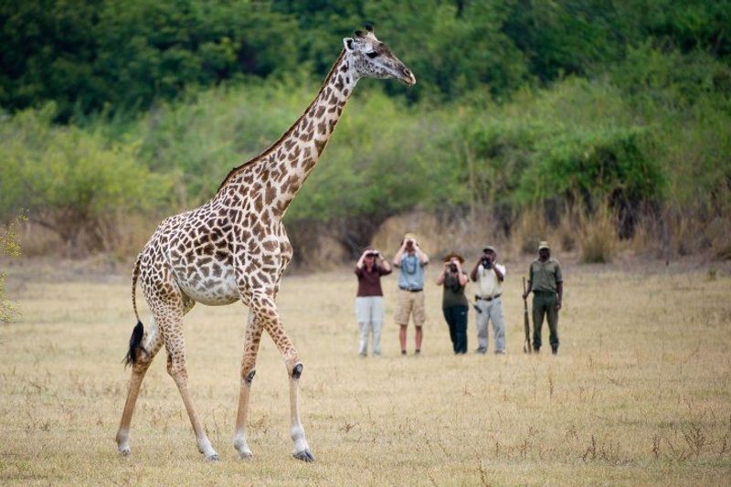 Eine Gruppe Menschen beobachten eine Giraffe aus nächster Nähe