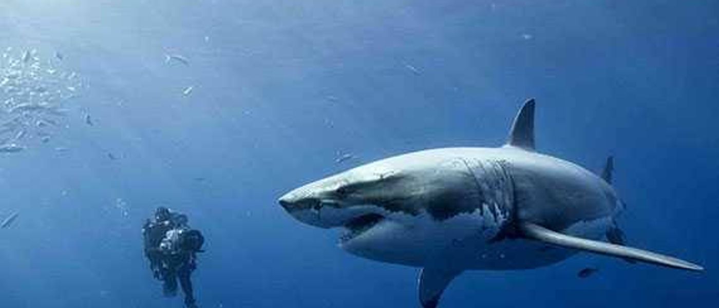 Where Great Whites Roam