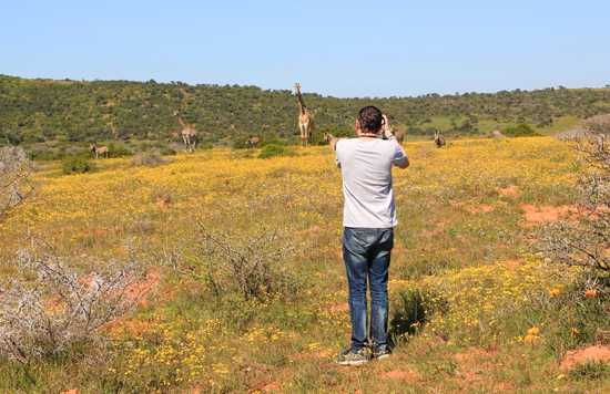 Photographing giraffe