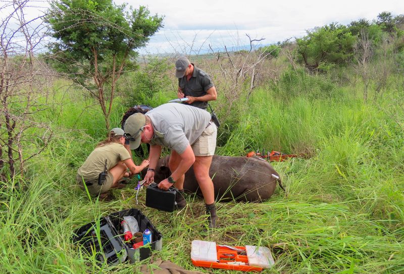 Team on the ground doing the careful rhino dehorning work