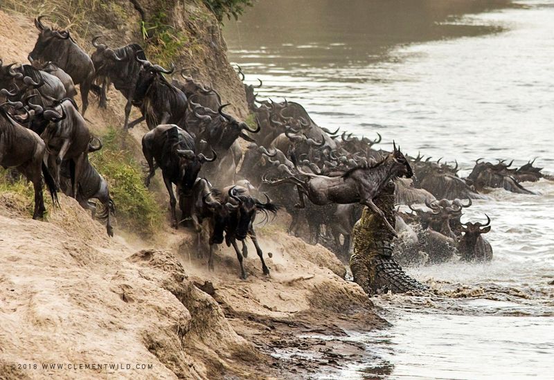 Gnous tentant de traverser la rivière Mara lors de la Grande Migration