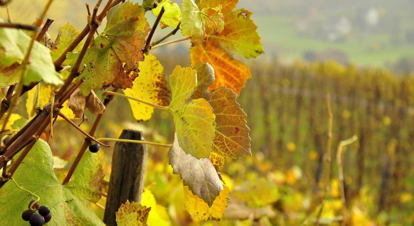 Everyone Likes a Bit of Varietal…