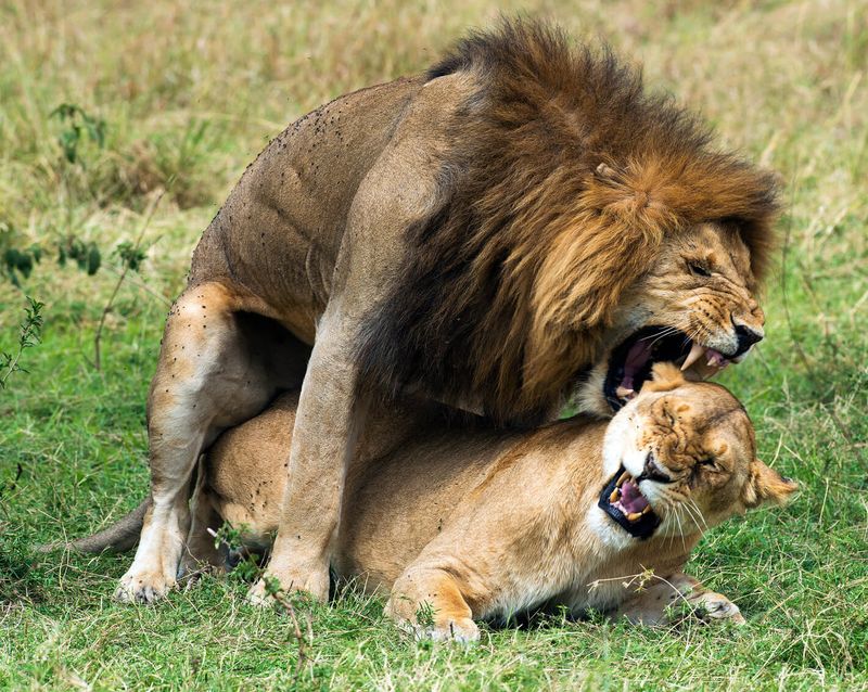 Lions mating in Masaai Mara