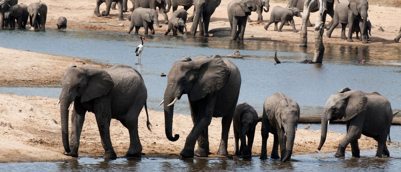 Um típico dia de safári africano