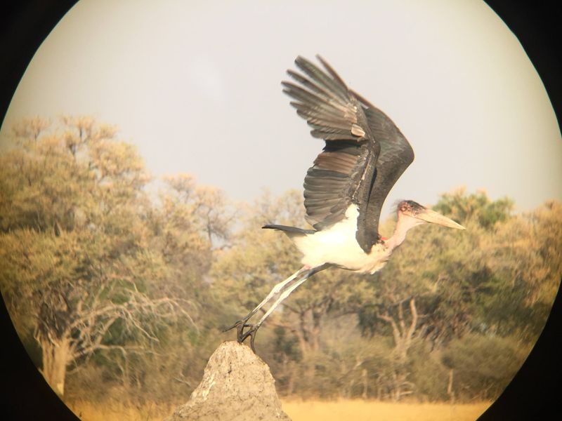 iPhone photography of a stork using burst mode and binoculars