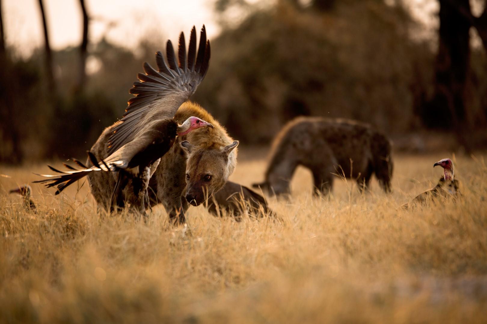 Ugly Five: conoce a los "Cinco feos" de los safaris