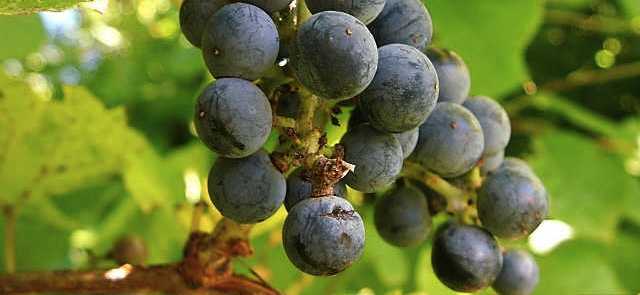 A Bit of Varietal: Part Three