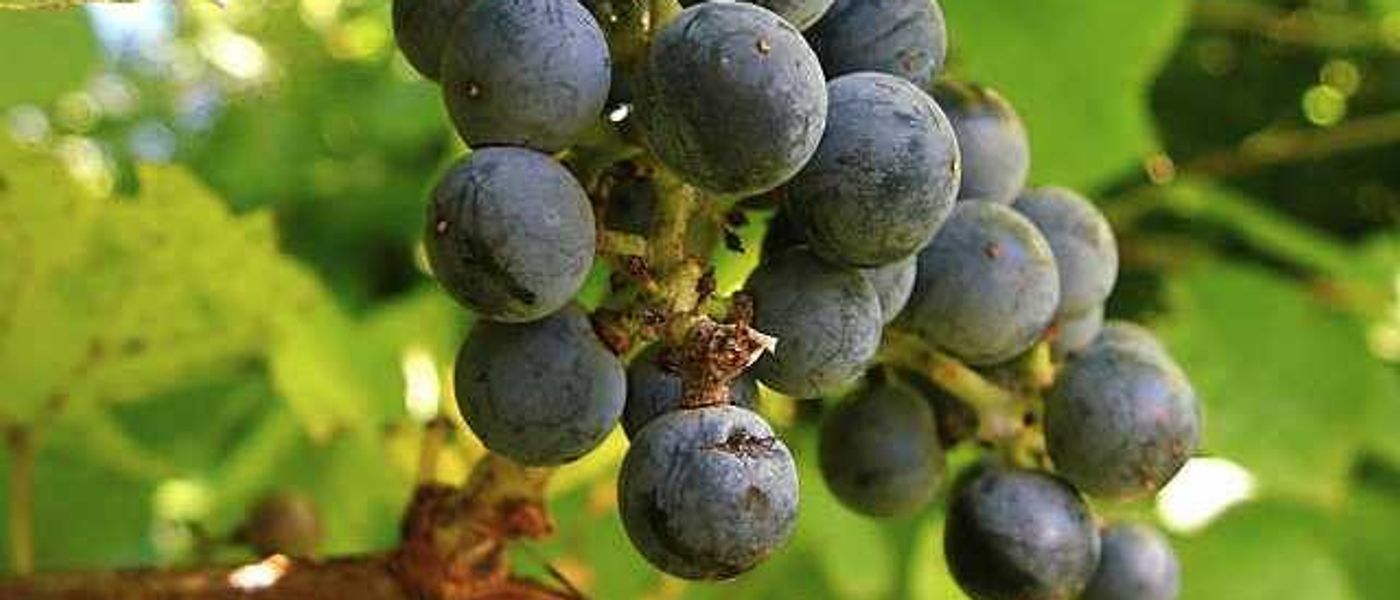 A Bit of Varietal: Part Three