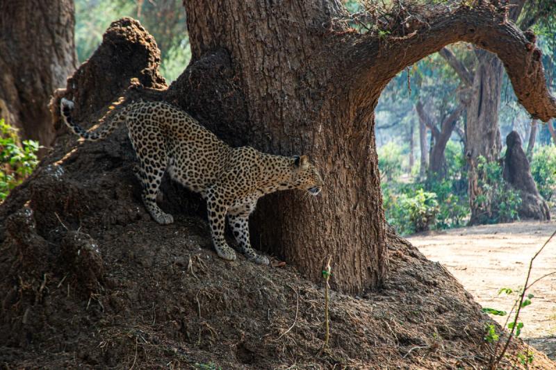 Leopard hiding behind a tree on Zambian safari