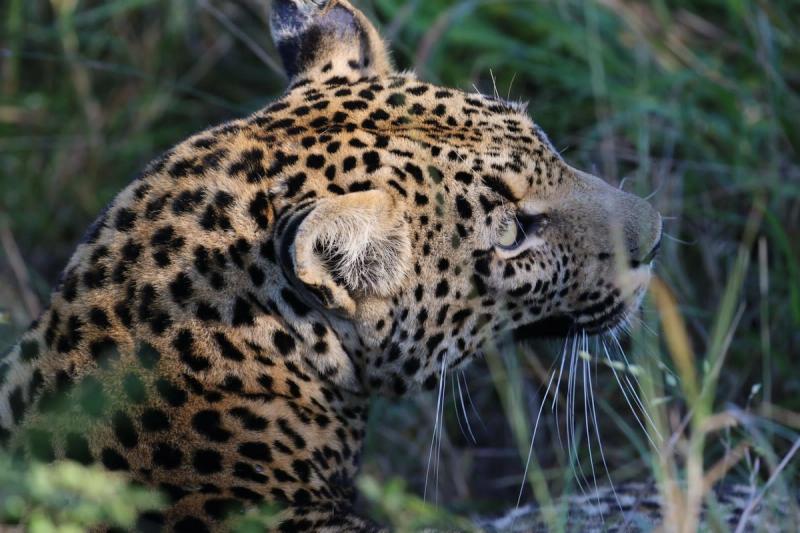 xindzele and cubs