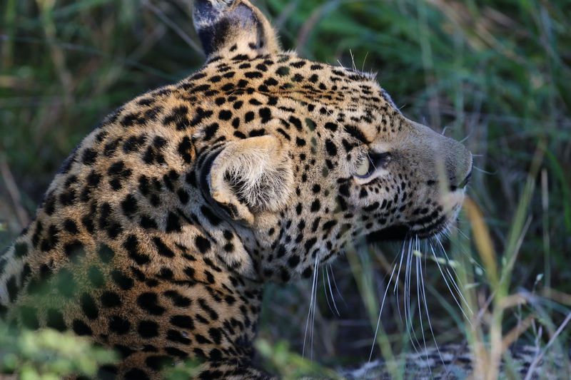 xindzele and cubs