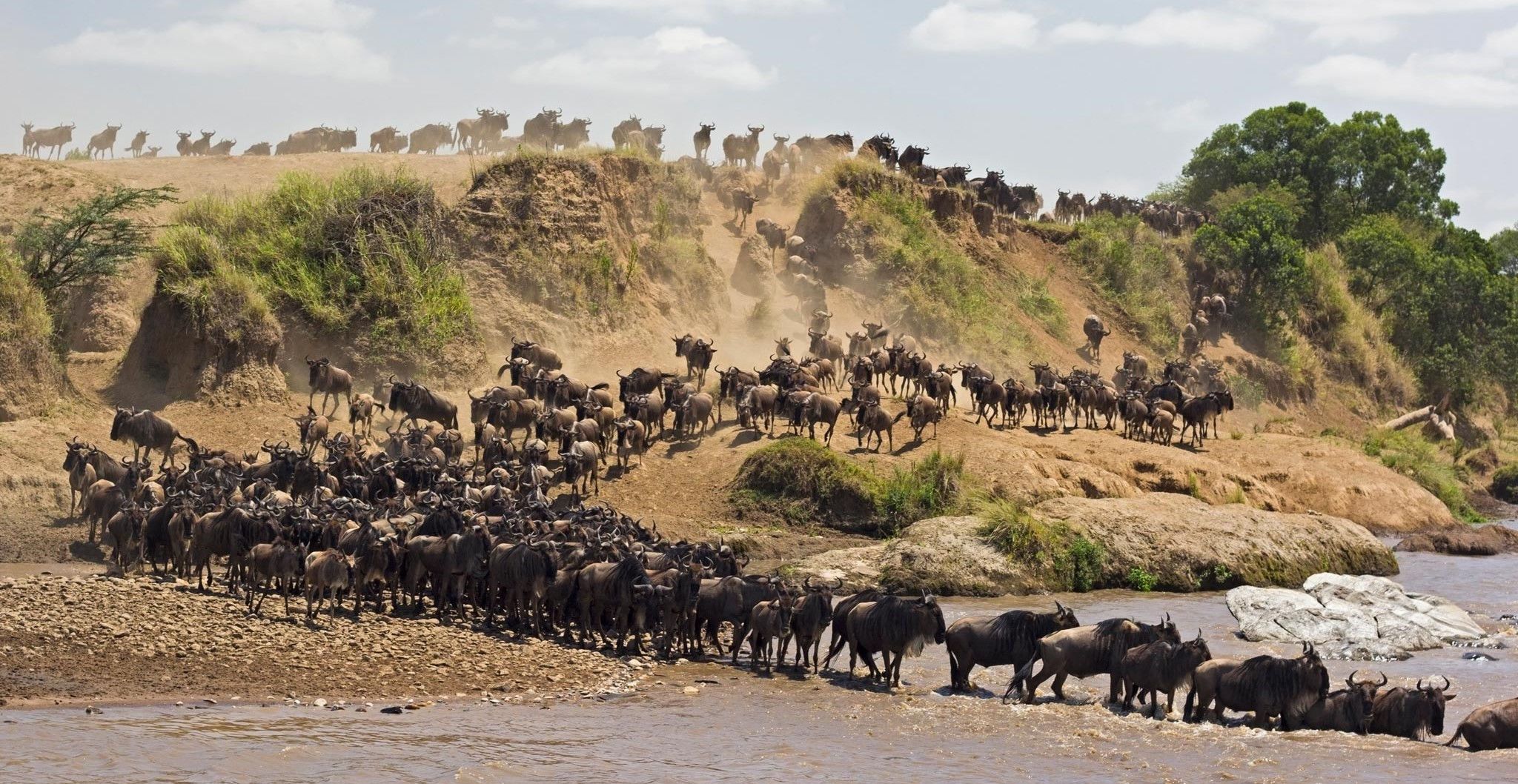 Curiosidades sobre "A Grande Migração dos Gnus"