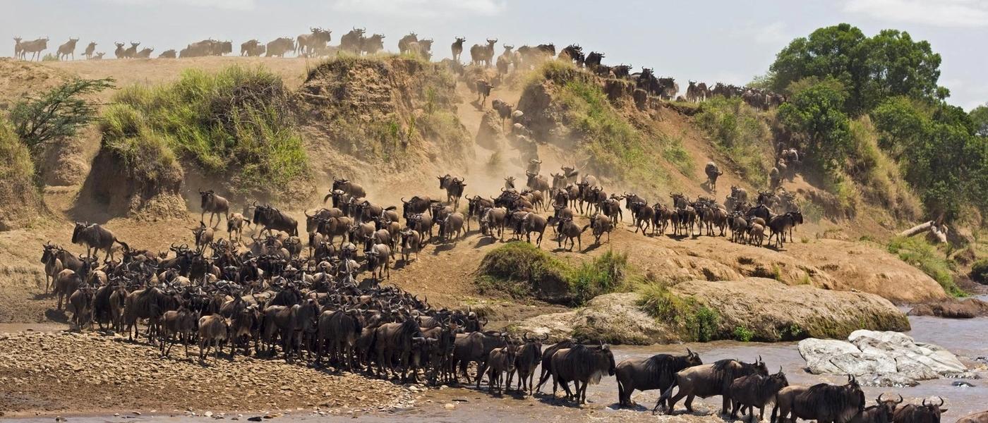Curiosidades sobre "A Grande Migração dos Gnus"
