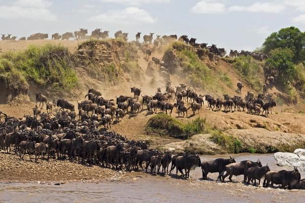 5 Things You Never "Gnu" About The Great Wildebeest Migration
