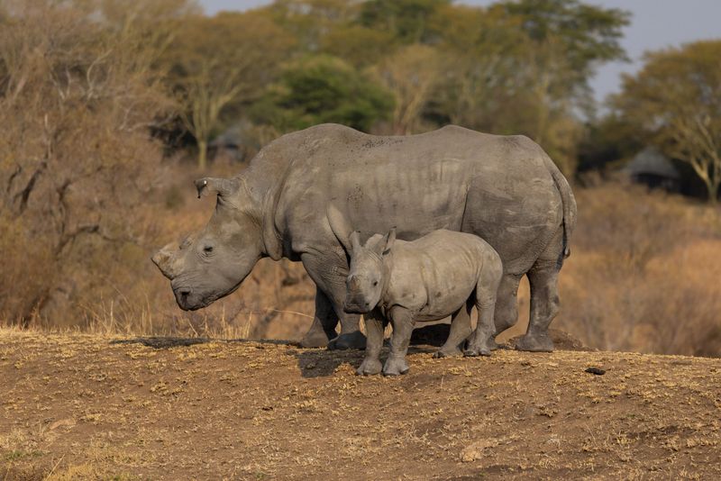 Baby and mom rhino in the wild