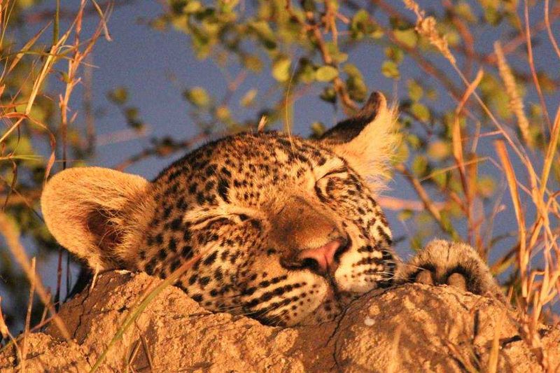 "And he is fast asleep again..."