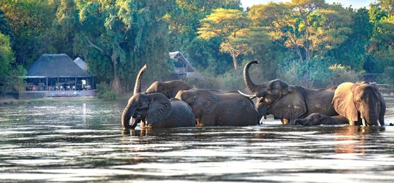 The Oval Office Called. We Answered – With a Safari