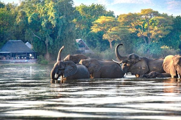 The Oval Office Called. We Answered – With a Safari